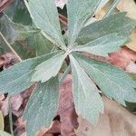 Artemisia suksdorfii Leaf