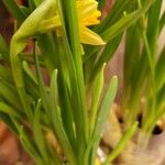 Narcissus jonquilla 葉