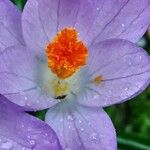 Crocus tommasinianus Blüte