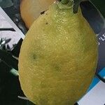 Citrus maxima Gyümölcs