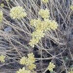 Helichrysum saxatileFlower