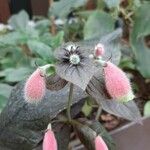 Kohleria digitaliflora