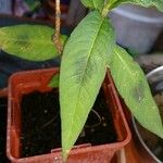 Polygonum lapathifolium Hoja