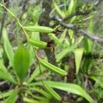 Oeoniella polystachys Meyve