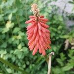 Kniphofia uvariaFlower