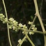 Gouania polygama Flower