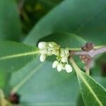 Osmanthus decorus Sonstige