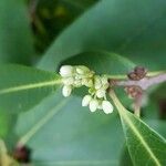 Osmanthus decorus Övriga