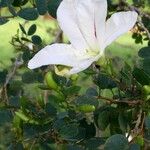 Bauhinia natalensis Flor