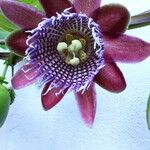 Passiflora quadrangularis Цветок