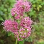 Spiraea douglasii पत्ता