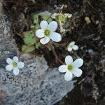 Saxifraga corsica ফুল
