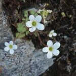 Saxifraga corsica Цвят