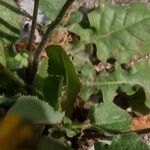 Crepis sancta Leaf