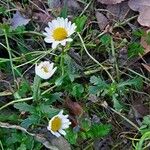 Mauranthemum paludosum Habitus