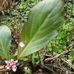 Bergenia ciliata ഇല