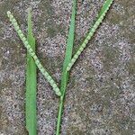 Paspalum scrobiculatum 花