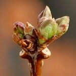 Ulmus laevis ഫലം
