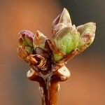 Ulmus laevis Fruit