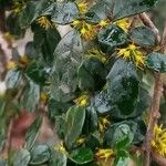 Azara microphylla Folla