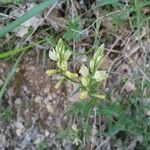 Polygala flavescens Flor