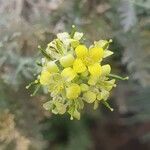 Descurainia bourgaeana Flor