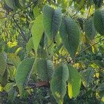 Ulmus rubra Leaf