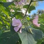 Dombeya burgessiae Flower