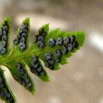 Polystichum lonchitis Плод