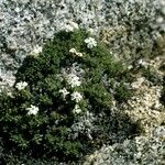 Phlox caespitosa Habitatea