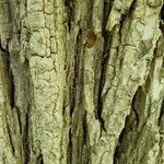 Ulmus glabra Bark