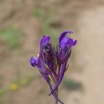 Linaria pelisseriana Квітка