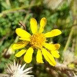 Haplopappus glutinosus Flower