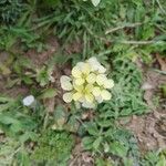 Erysimum bonannianum Flower