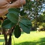 Combretum hereroense Blad