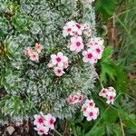 Androsace villosa Kvet