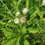 Baccharoides adoensis Blüte