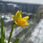Narcissus jonquilla Flower