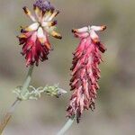Platycapnos tenuiloba Flower