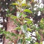 Rhaphithamnus spinosus Hoja