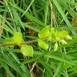 Stellaria mediaFolla