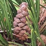 Pinus banksiana 果實