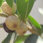 Ficus microcarpa Frucht