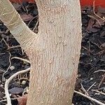 Oreopanax nymphaeifolius Corteza