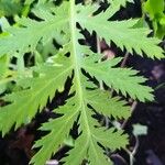 Tanacetum macrophyllum Листок