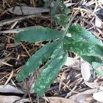 Polypodium cambricum Folio