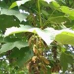 Acer pseudoplatanus Blad