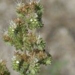 Phacelia heterophylla 花