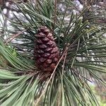 Pinus nigra Frutto