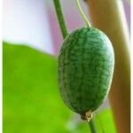 Melothria scabra Fruit